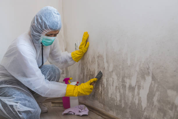 Best Certified Mold Removal  in Orwigsburg, PA