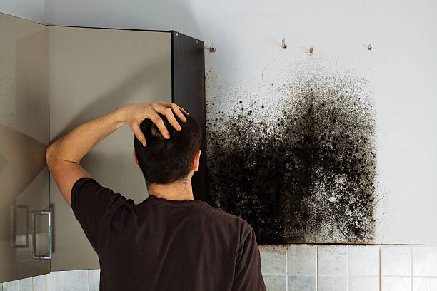Best Mold Damage Repair  in Orwigsburg, PA